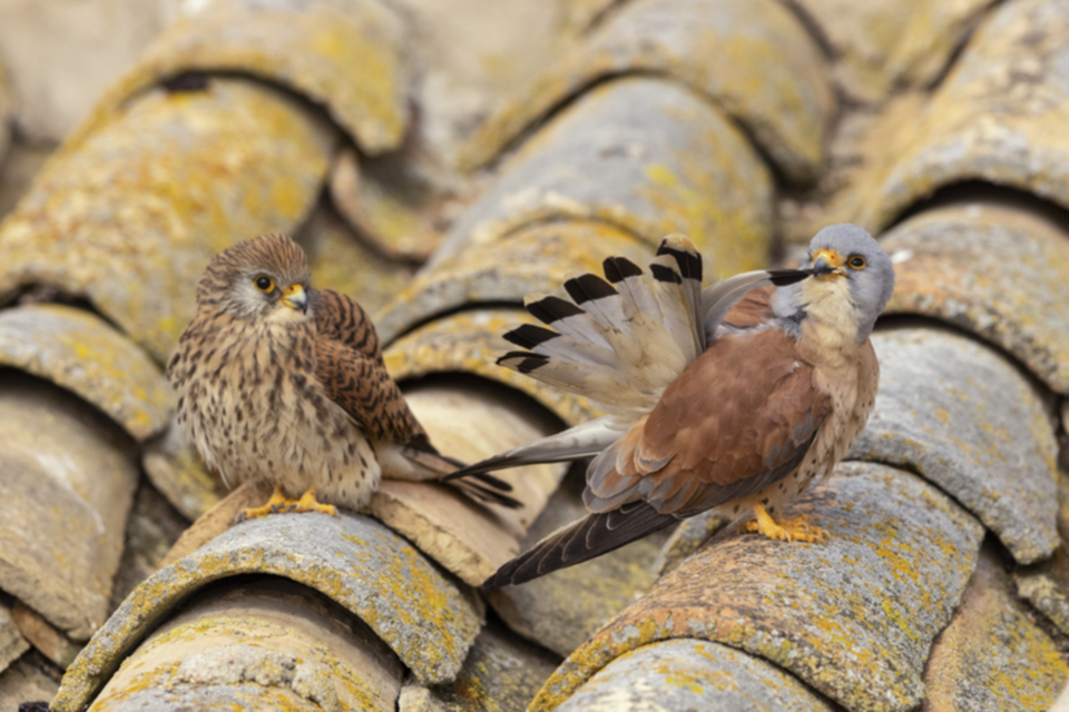 Roetelfalke_210416_24.jpg
