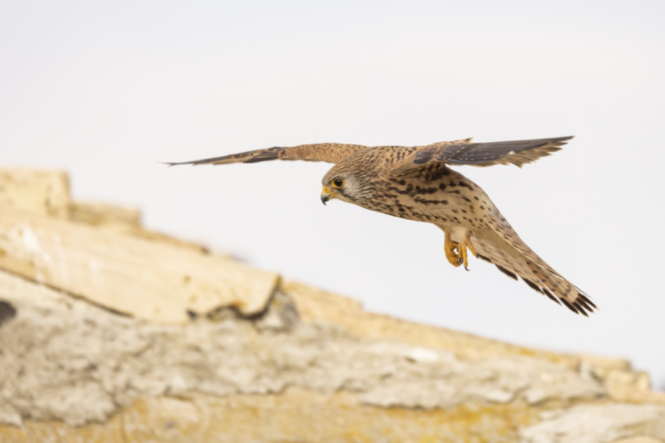 Roetelfalke_210416_26.jpg
