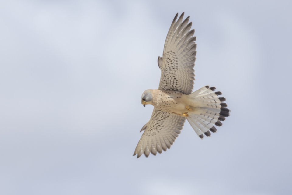 Roetelfalke_210421_27.jpg