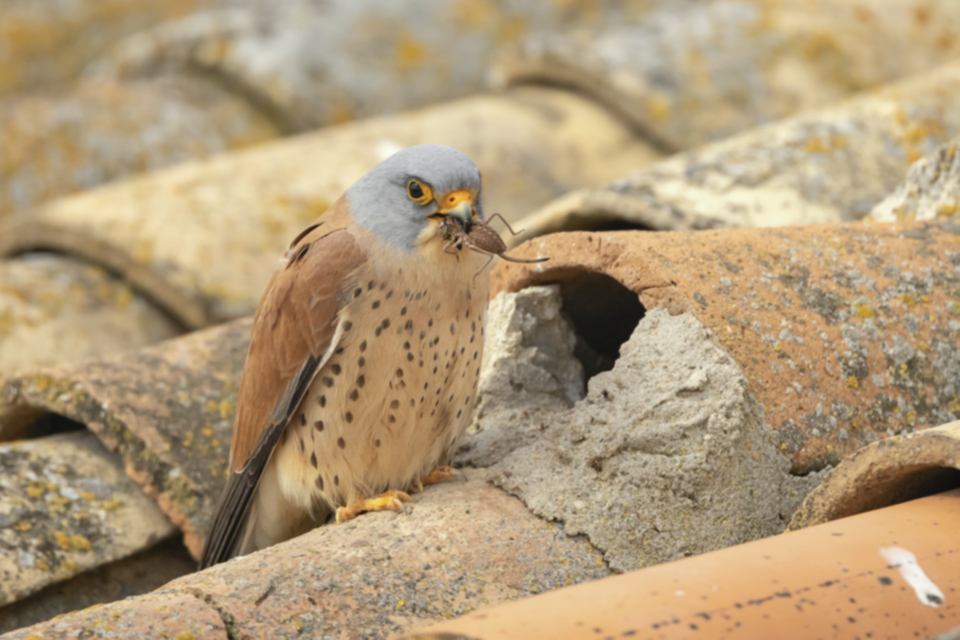 Roetelfalke_210421_28.jpg