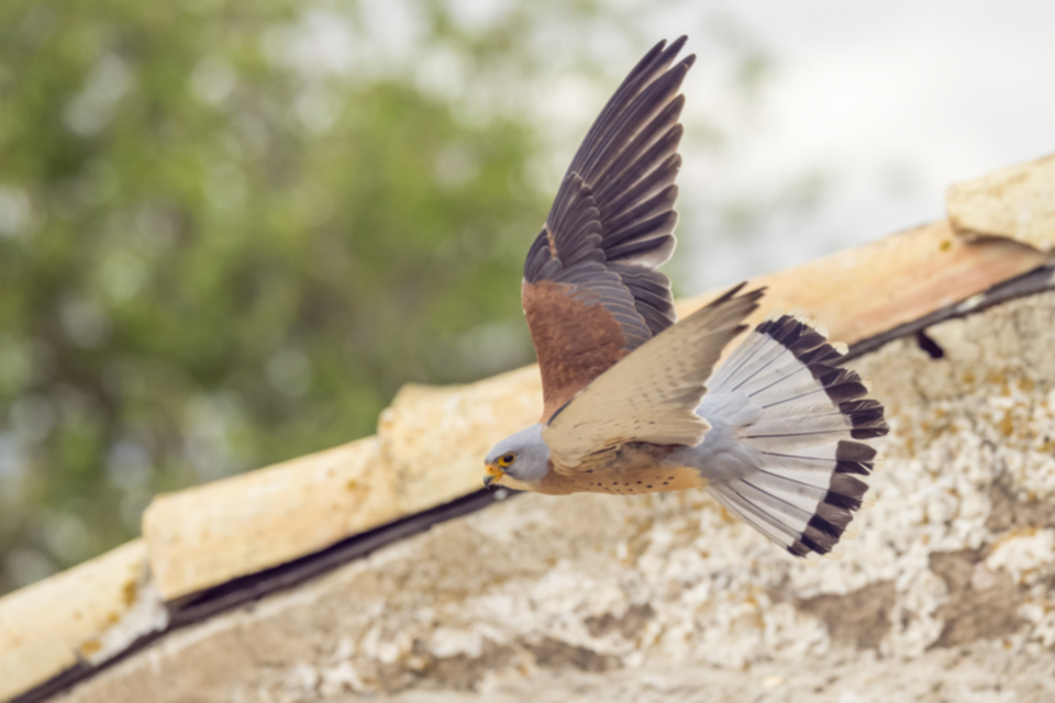 Roetelfalke_210421_29.jpg