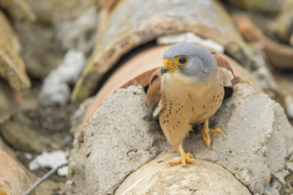 Roetelfalke_210421_30.jpg