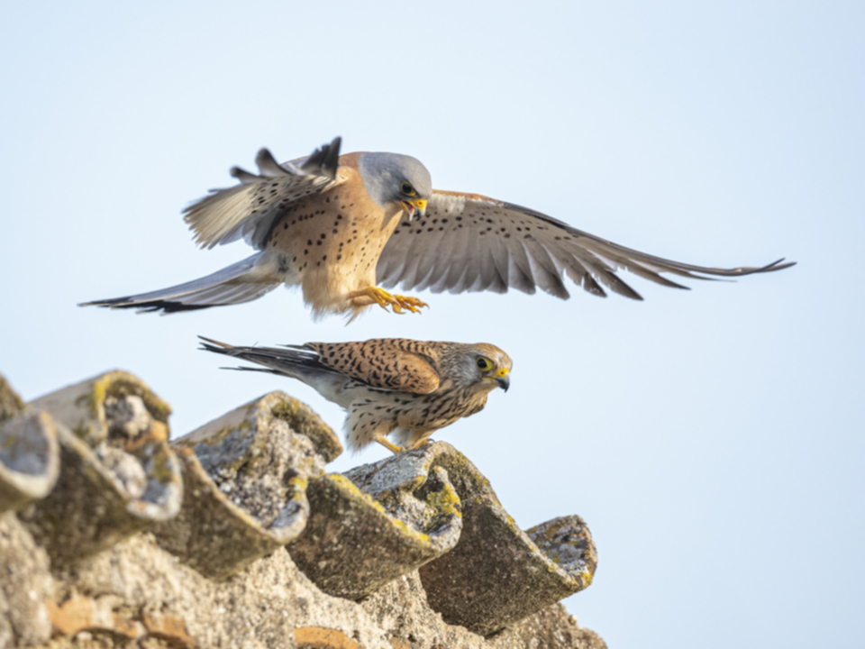 Roetelfalke_220411_31.jpg