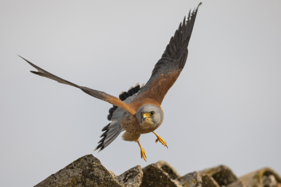 Roetelfalke_220411_32.jpg