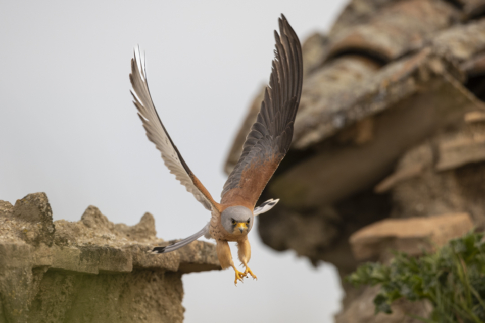 Roetelfalke_220411_33.jpg
