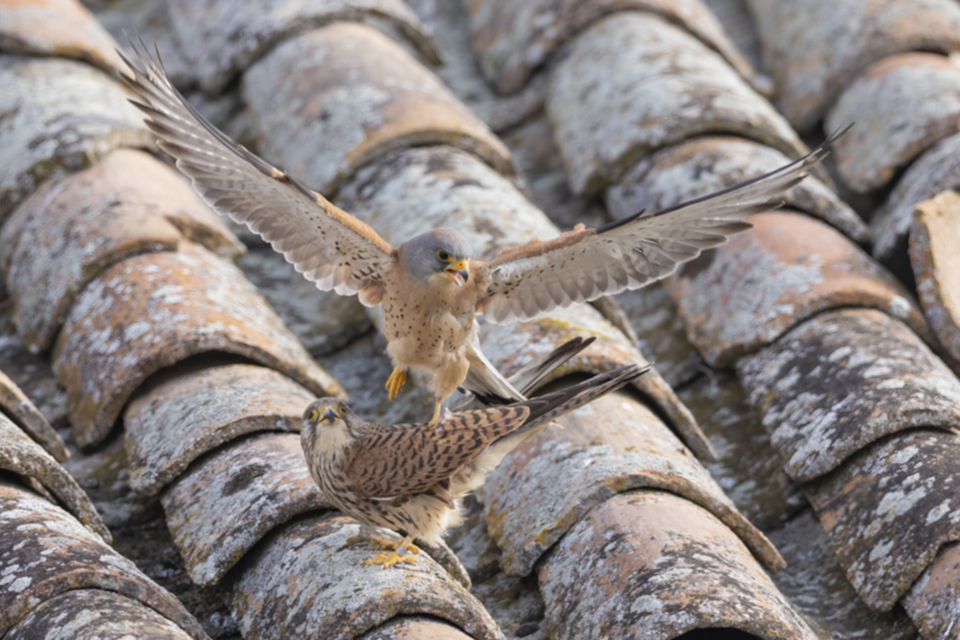 Roetelfalke_220411_34.jpg