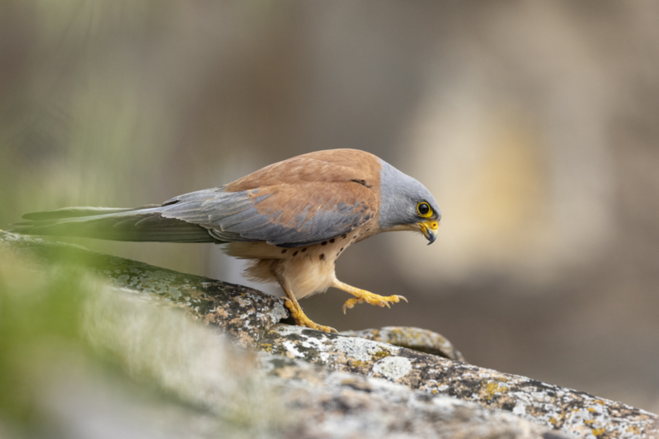 Roetelfalke_220411_35.jpg