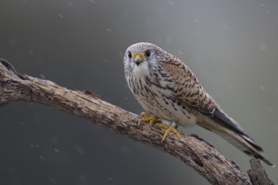 Roetelfalke_220412_36.jpg