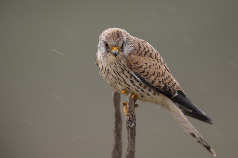 Roetelfalke_220412_37.jpg