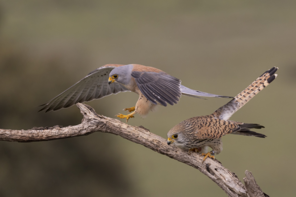 Roetelfalke_220412_39.jpg