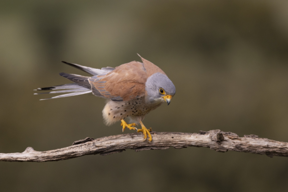Roetelfalke_220412_41.jpg