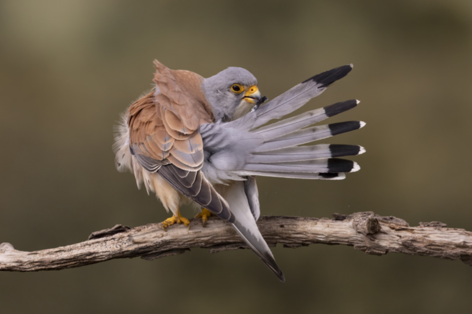 Roetelfalke_220412_40.jpg