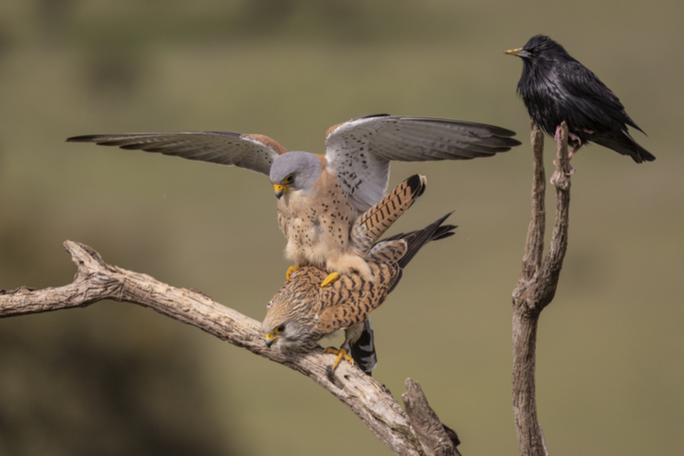 Roetelfalke_220412_42.jpg