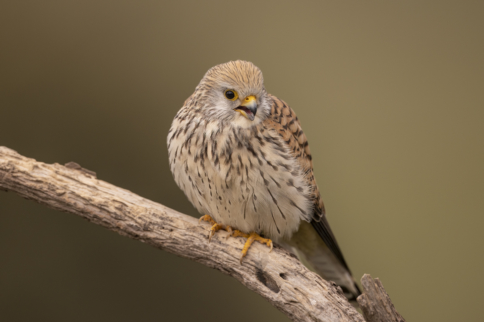 Roetelfalke_220412_43.jpg