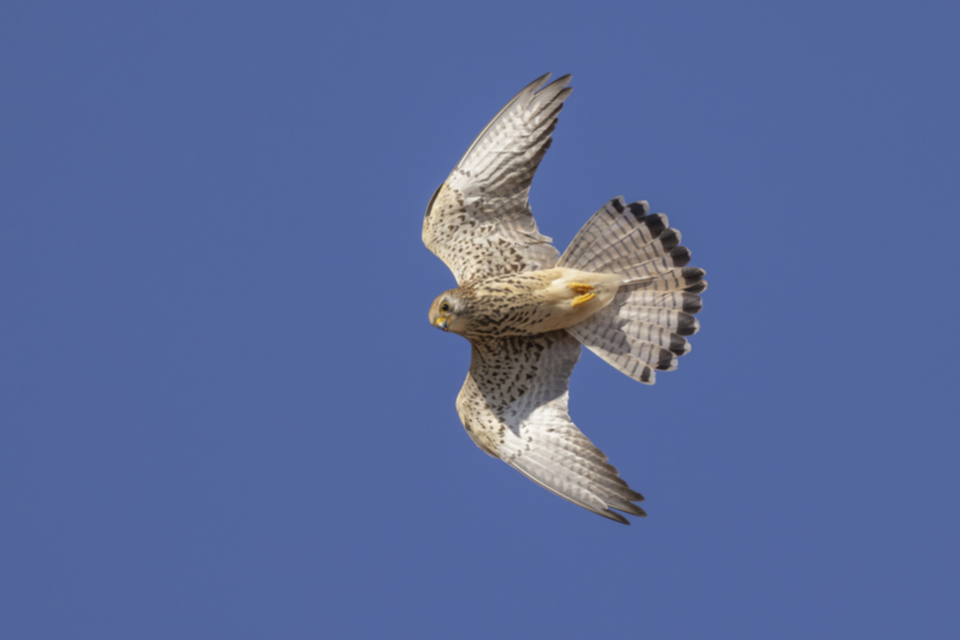 Roetelfalke_220418_44.jpg