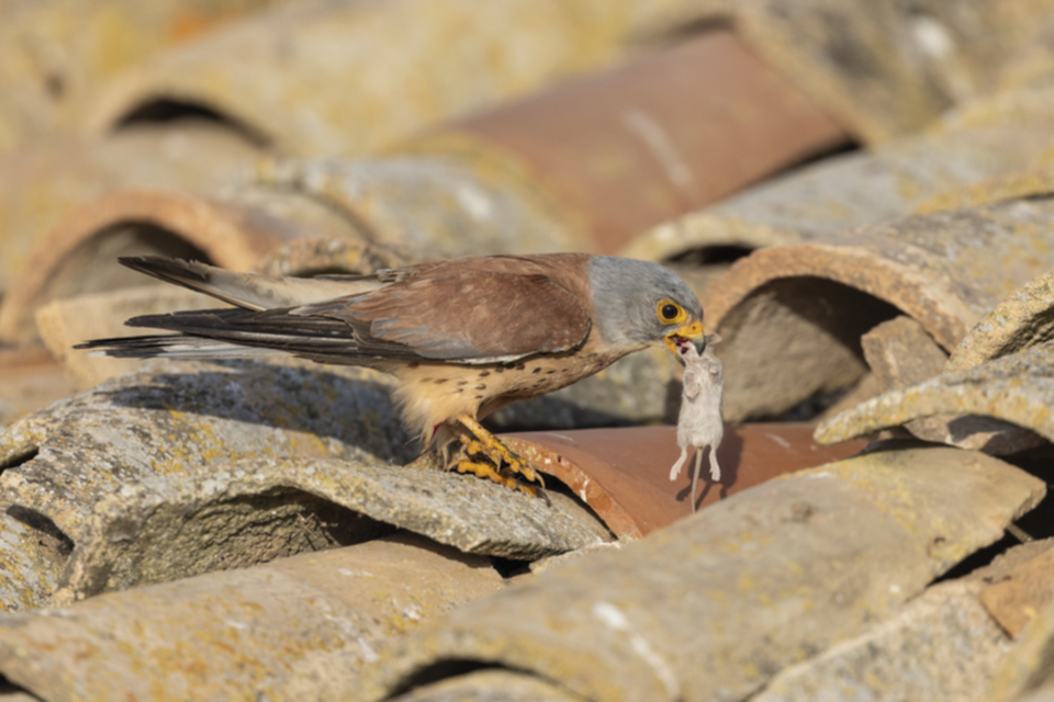 Roetelfalke_240601_45.jpg
