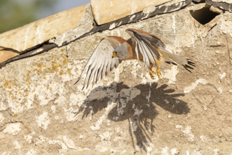 Roetelfalke_240601_46.jpg