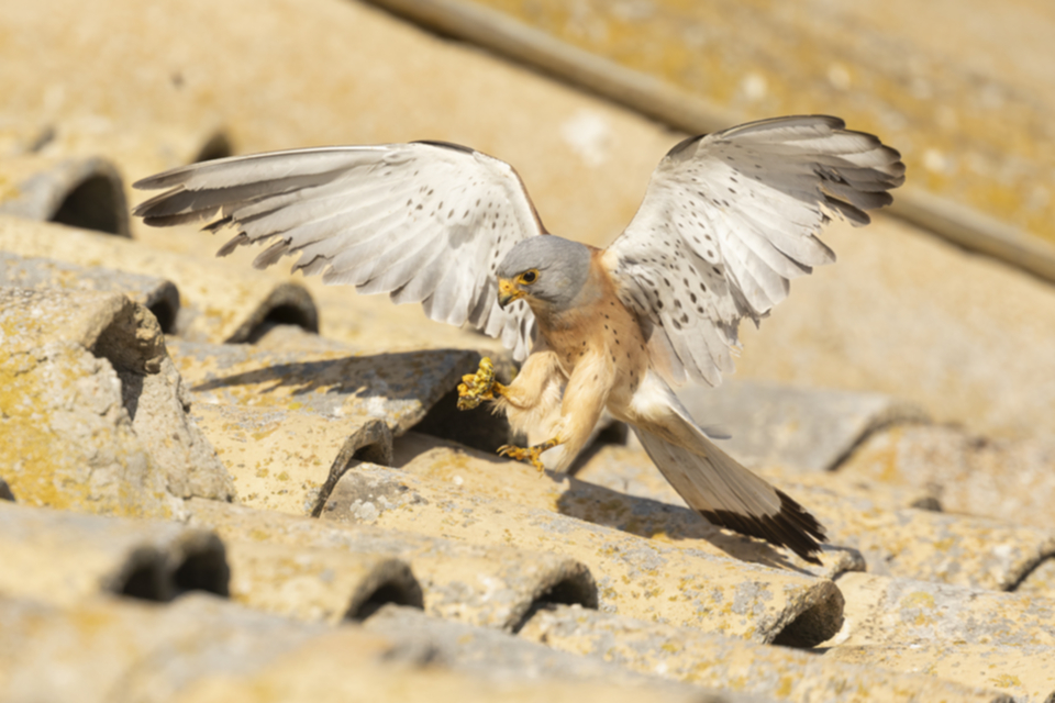 Roetelfalke_240601_47.jpg