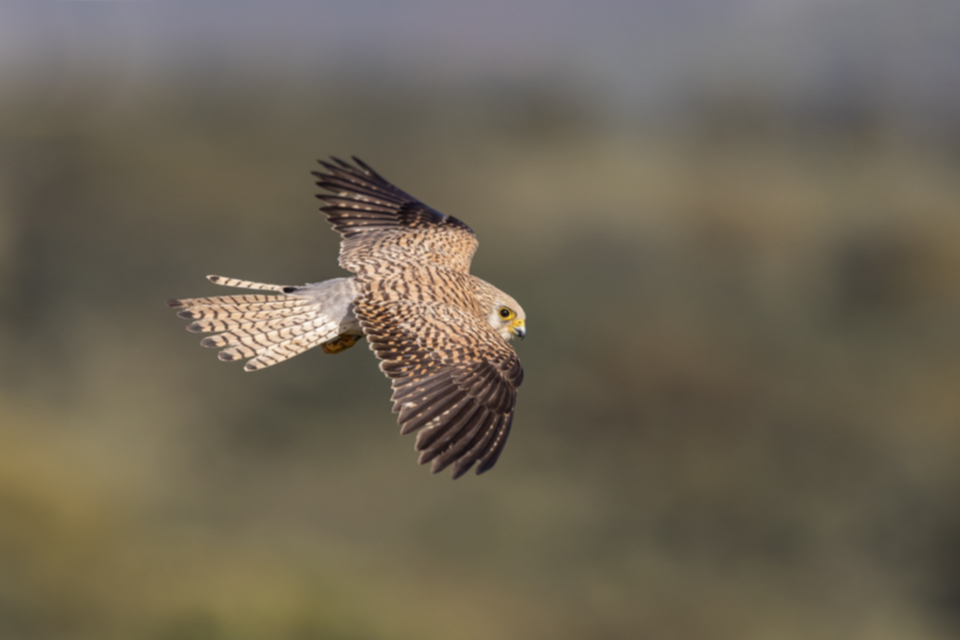 Roetelfalke_190426_13.jpg