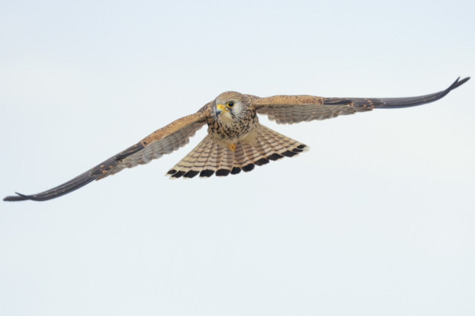 Roetelfalke_210416_25.jpg