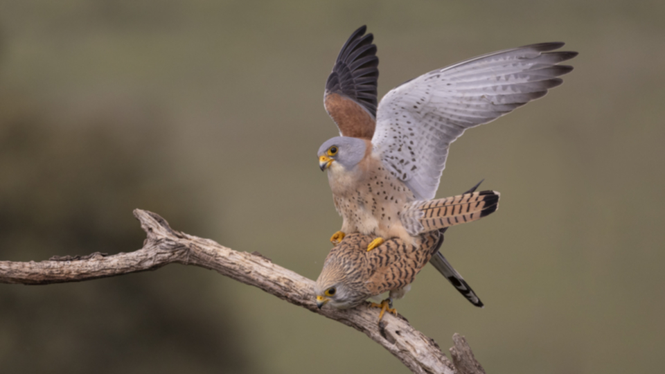 Roetelfalke_220412_38.jpg