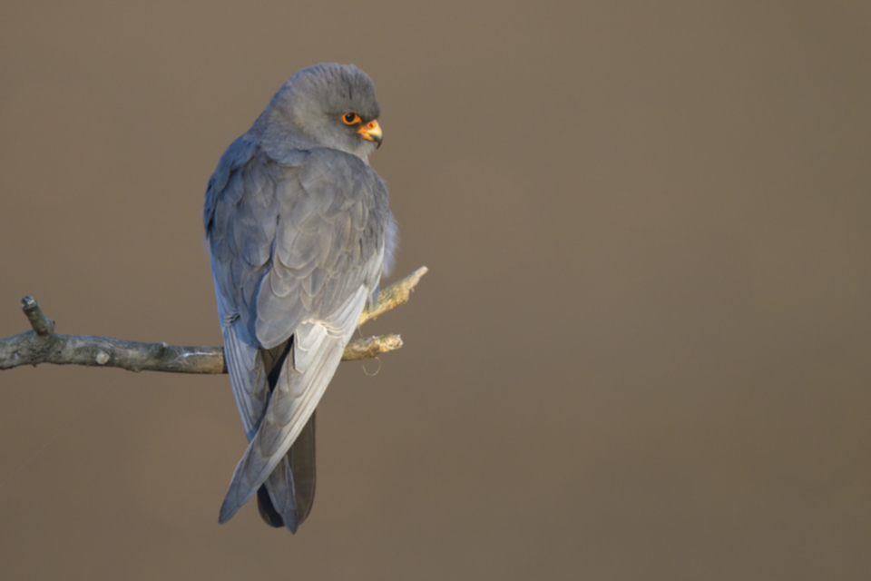 Rotfussfalke_110423_02.jpg