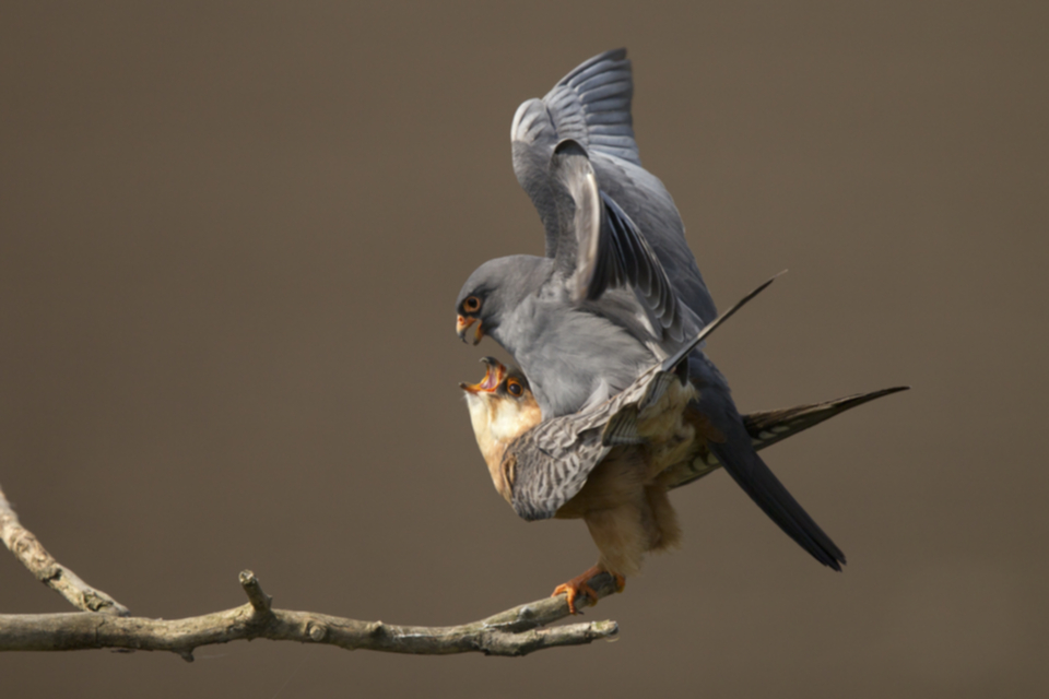 Rotfussfalke_110423_03.jpg