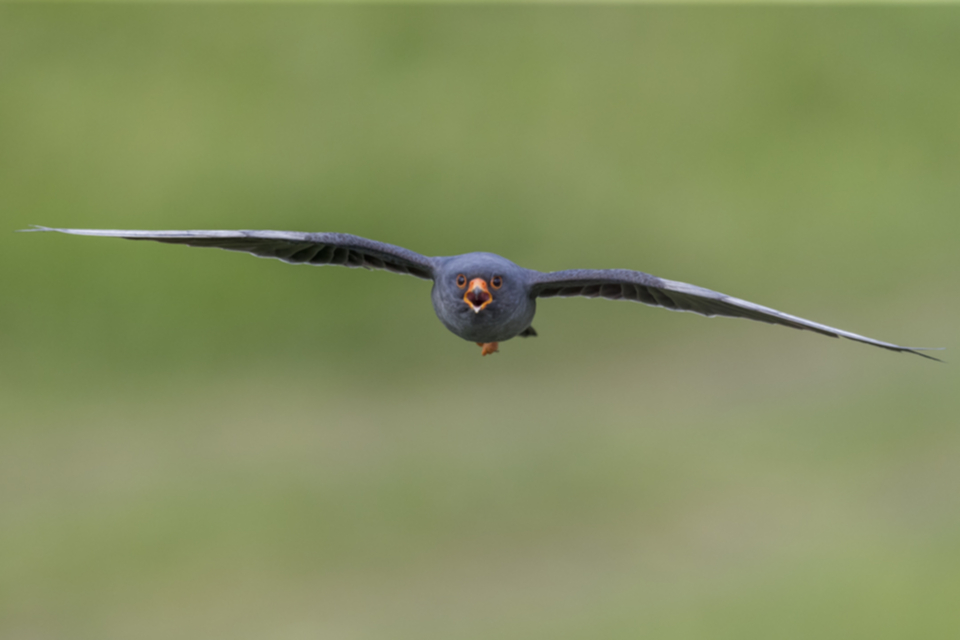 Rotfussfalke_190508_05.jpg