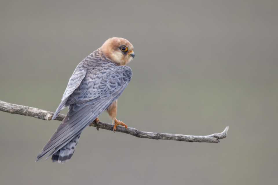 Rotfussfalke_190508_04.jpg