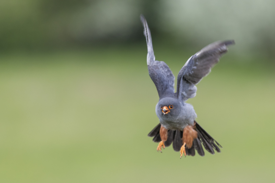 Rotfussfalke_190508_06.jpg