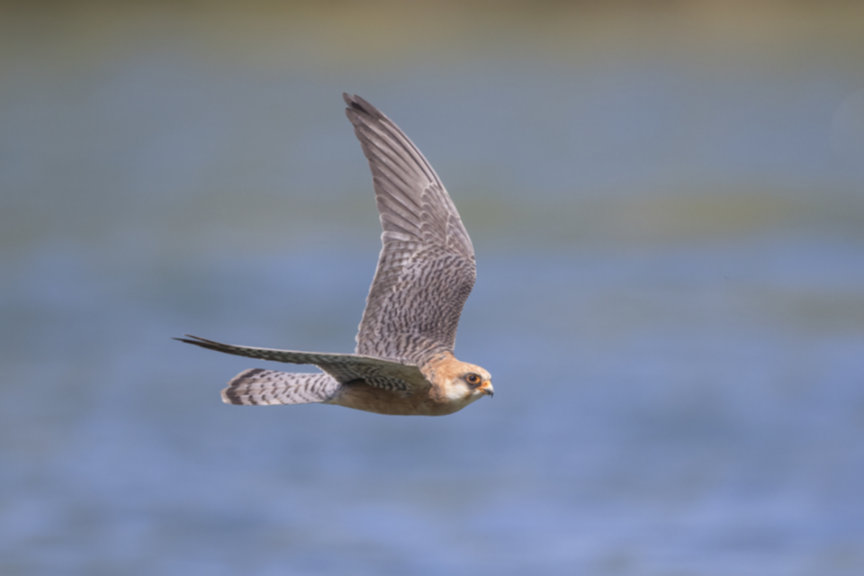 Rotfussfalke_210505_07.jpg