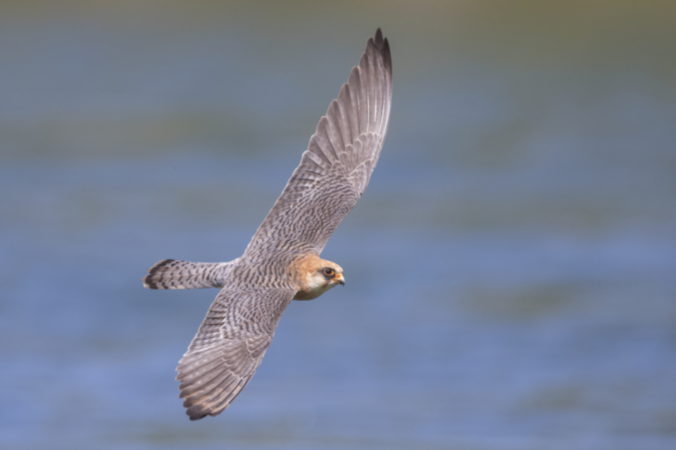 Rotfussfalke_210505_08.jpg