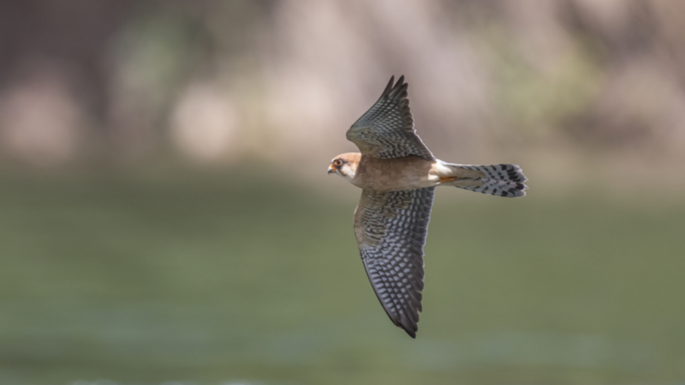 Rotfussfalke_210505_09.jpg
