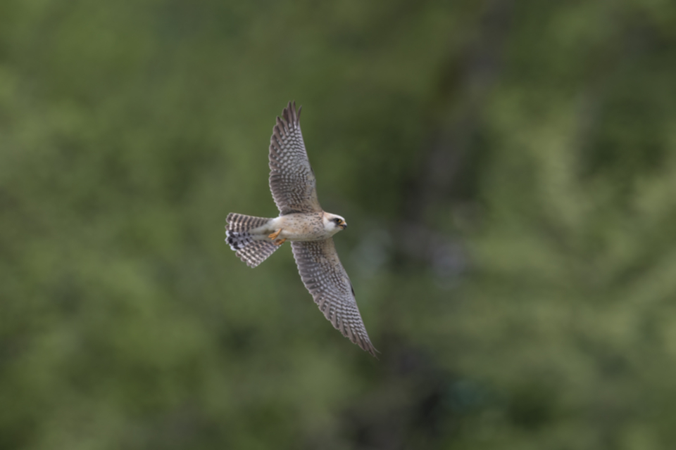 Rotfussfalke_230509_10.jpg