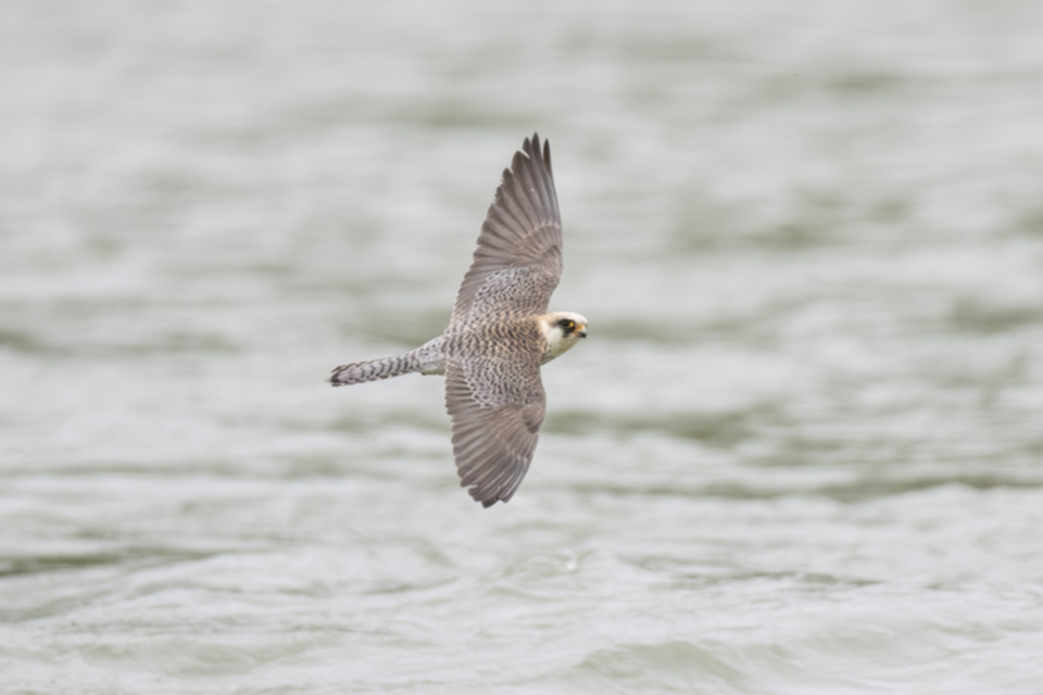 Rotfussfalke_230509_11.jpg