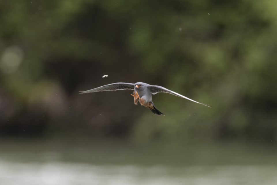 Rotfussfalke_230509_12.jpg