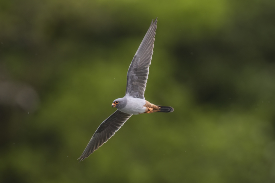 Rotfussfalke_230509_13.jpg