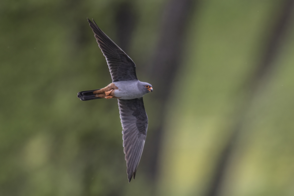 Rotfussfalke_230509_14.jpg