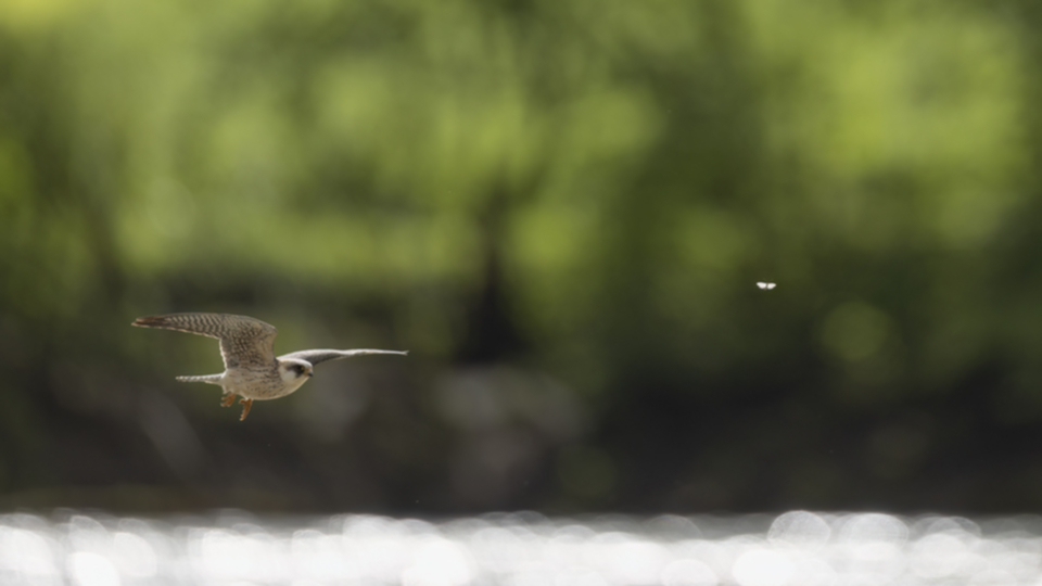 Rotfussfalke_230510_15.jpg