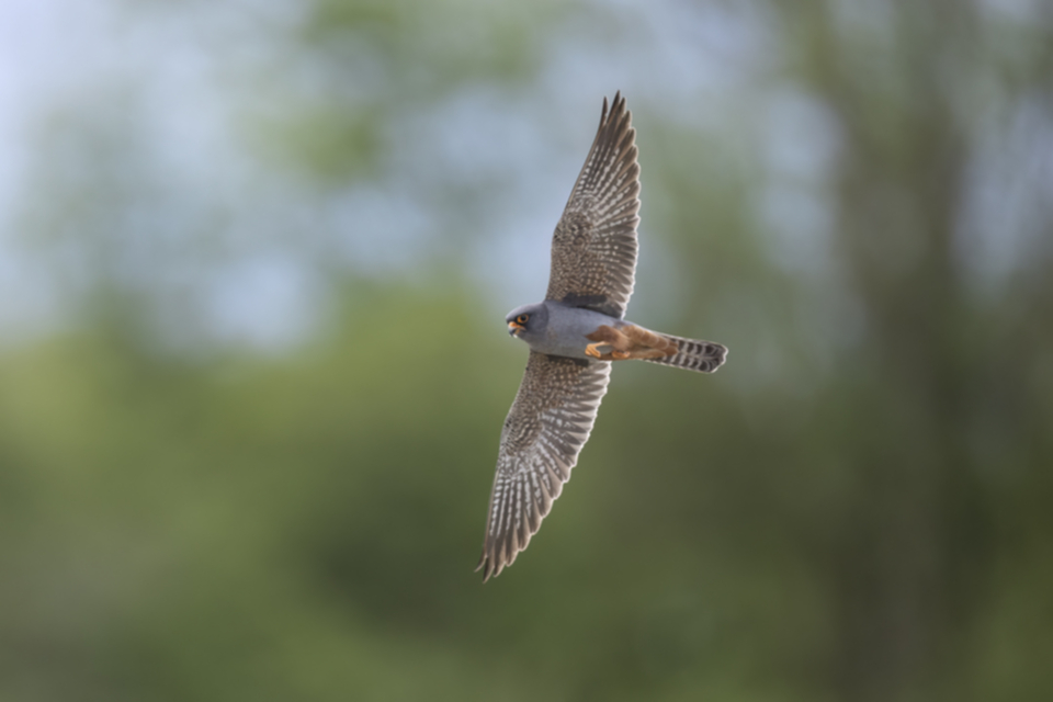 Rotfussfalke_230510_16.jpg