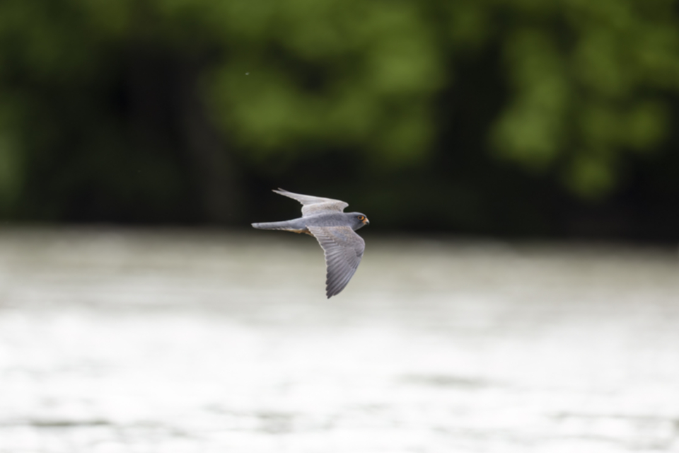Rotfussfalke_230510_17.jpg