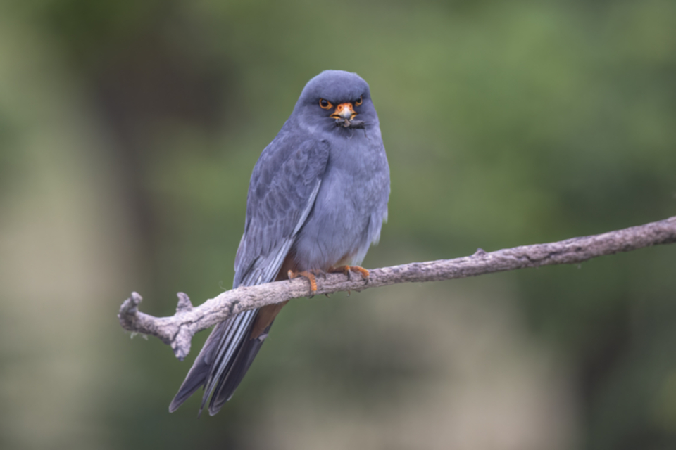 Rotfussfalke_240509_19.jpg