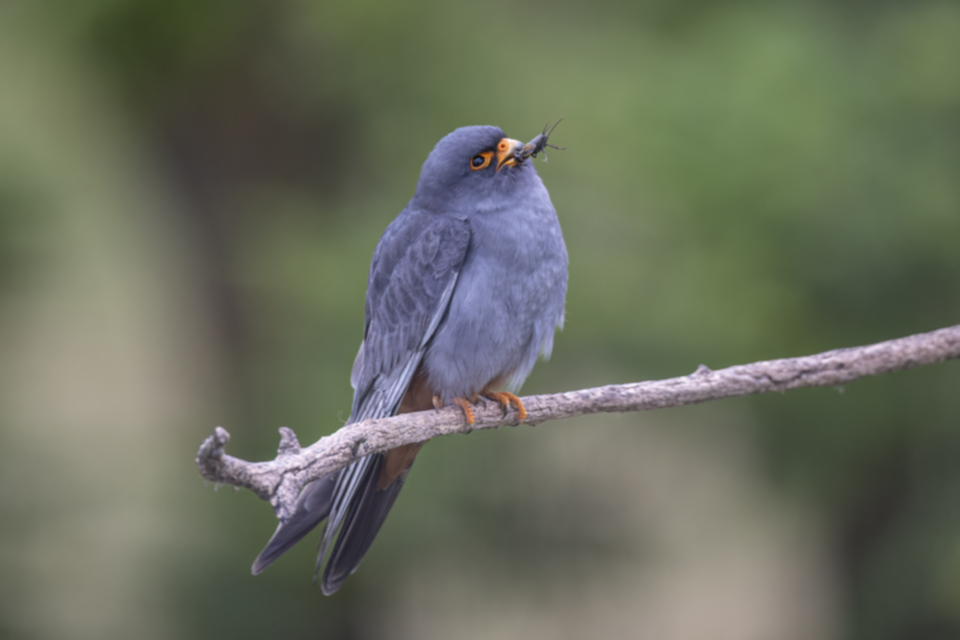 Rotfussfalke_240509_20.jpg