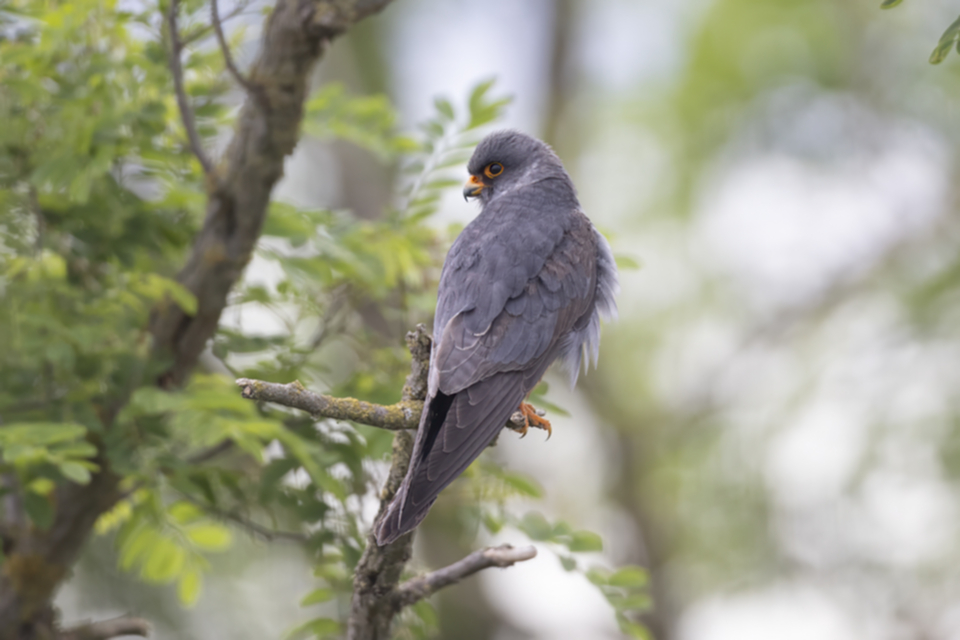 Rotfussfalke_240509_21.jpg