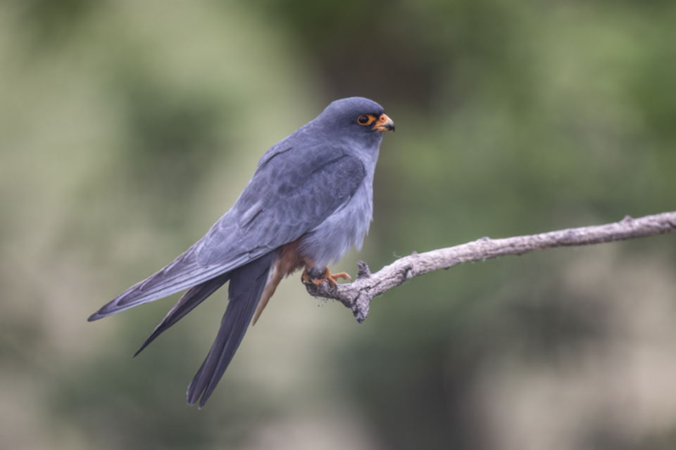 Rotfussfalke_240509_22.jpg