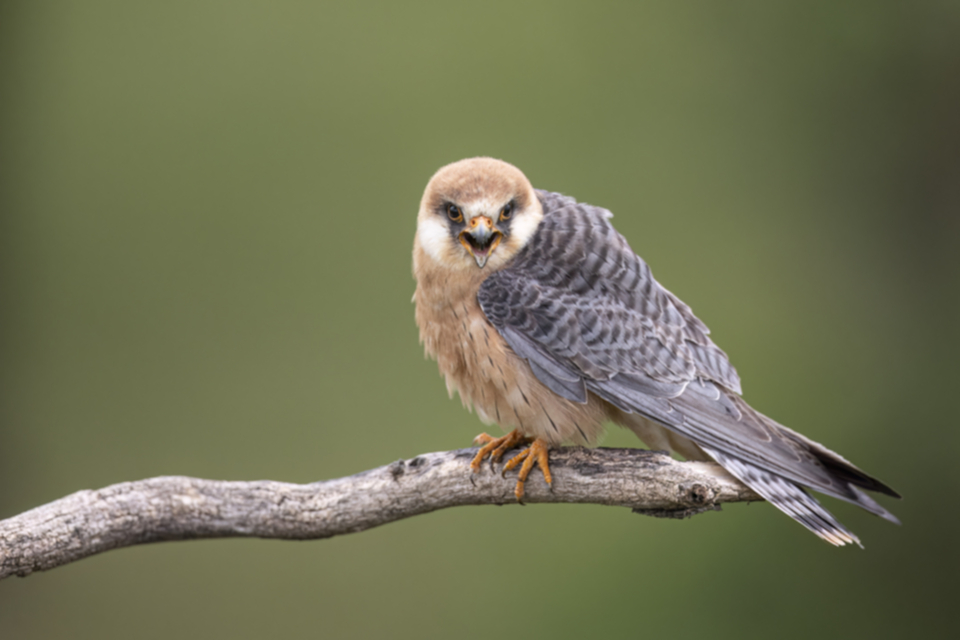 Rotfussfalke_240509_24.jpg