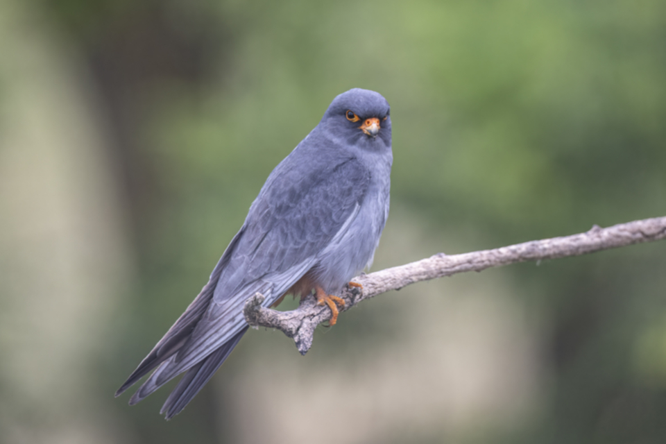 Rotfussfalke_240509_25.jpg