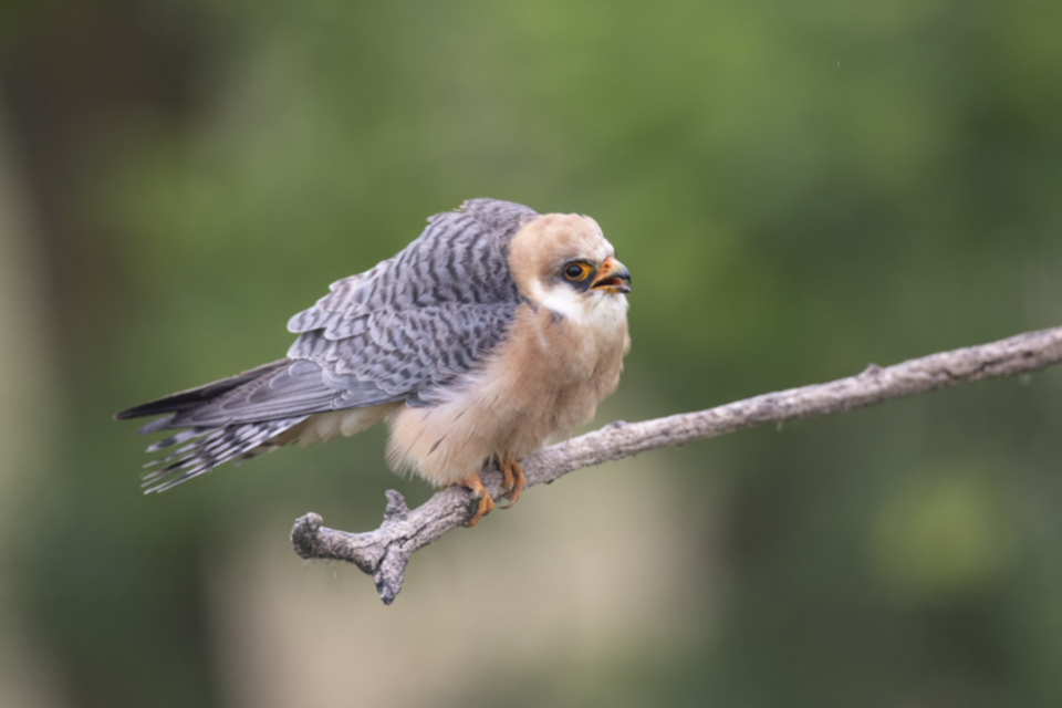 Rotfussfalke_240509_26.jpg