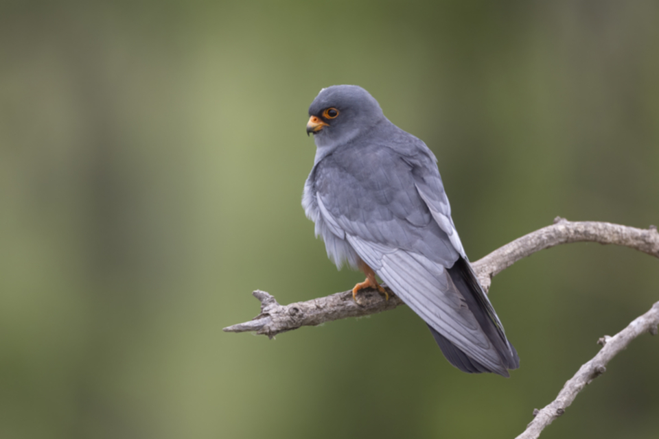 Rotfussfalke_240509_28.jpg