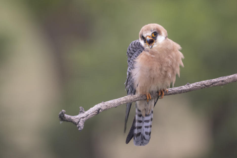 Rotfussfalke_240509_29.jpg